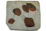 Wide Plate with Five Fossil Leaves (Three Species) - Montana #356542-1